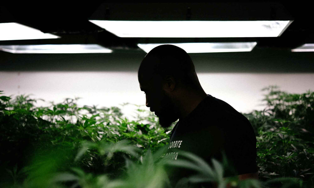 Purple City Genetics